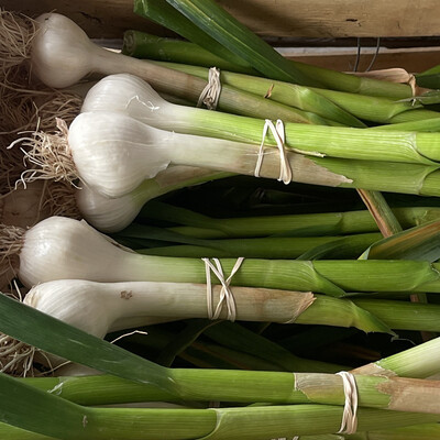 Jersey Garlic (A Bunch)