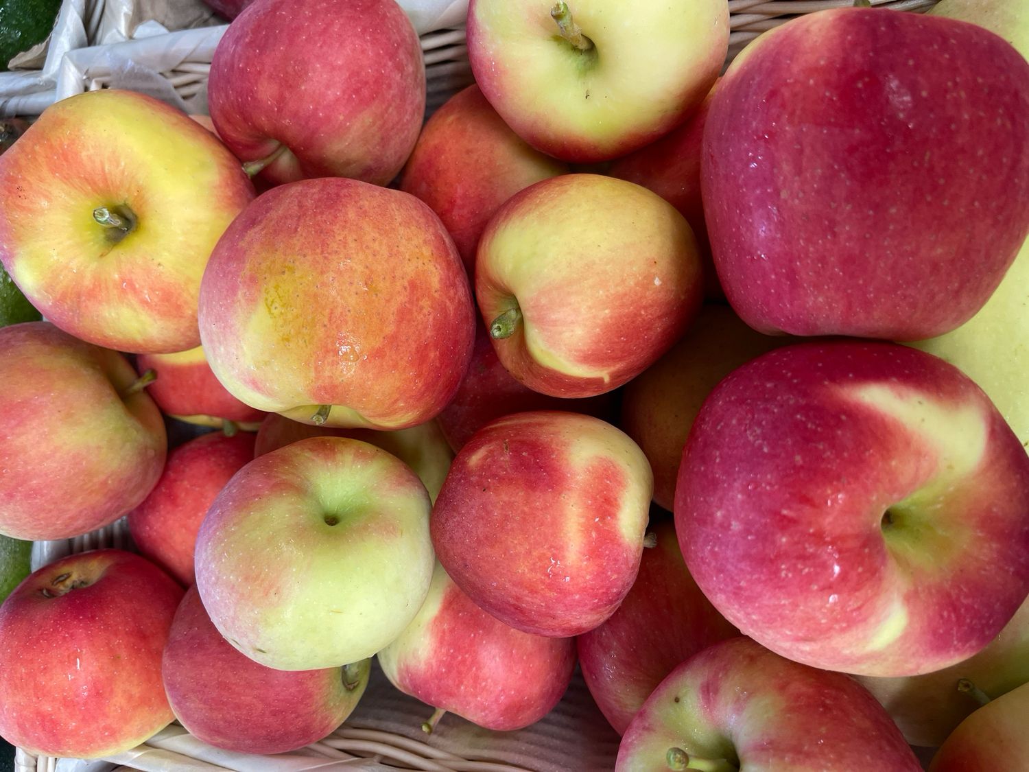 Jersey Ambrosia Apples