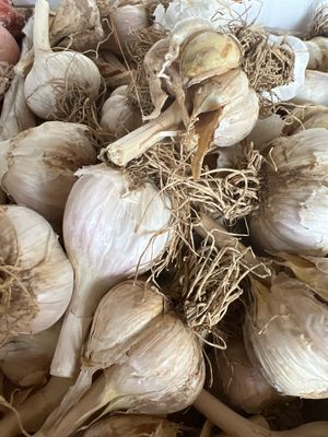 Jersey Garlic