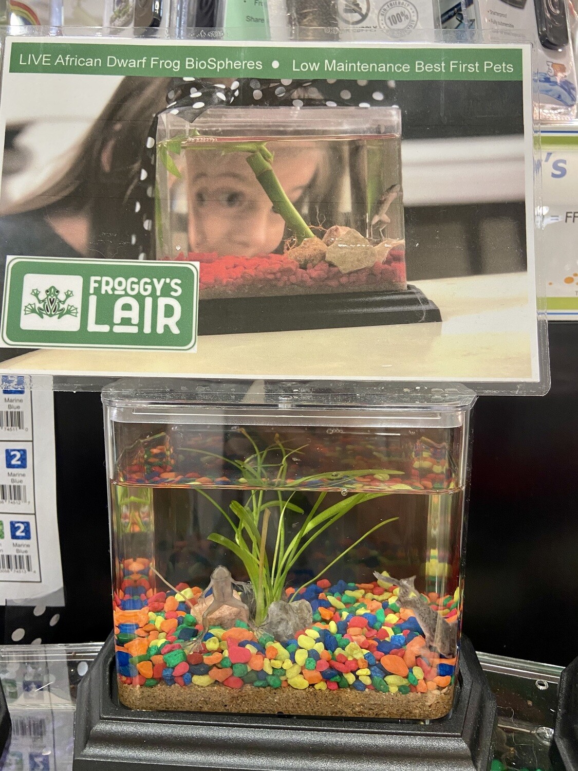 Frog Biosphere - 1 gallon