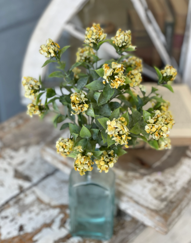11" Late Bloomer Bush Yellow