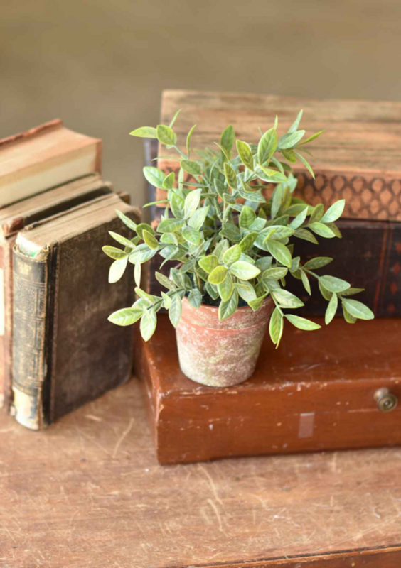 10.5" Potted Fair Morning Herb