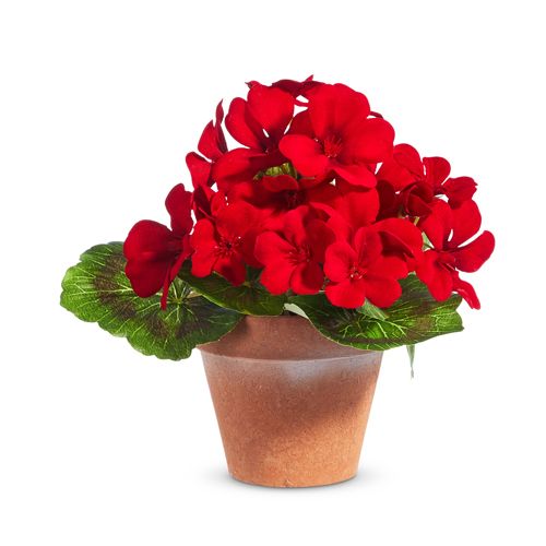 7.5" Potted Miniature Red Geranium