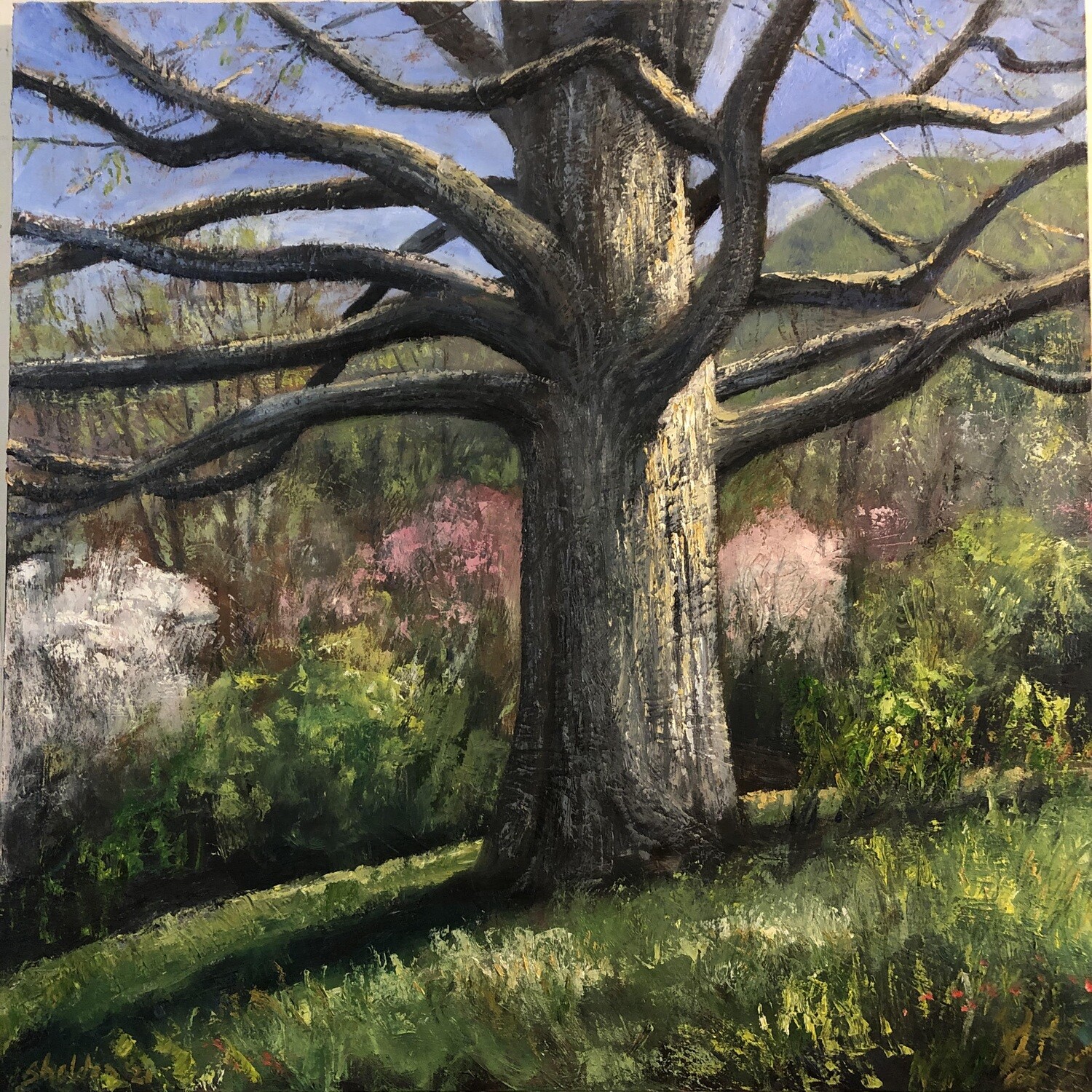 Grand Oak in Spring