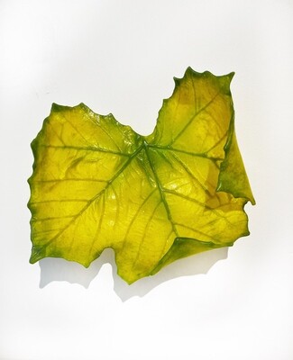 Medium Sycamore Leaf