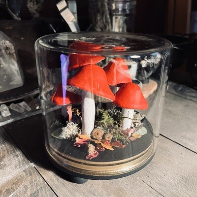 Mushroom Specimen #2