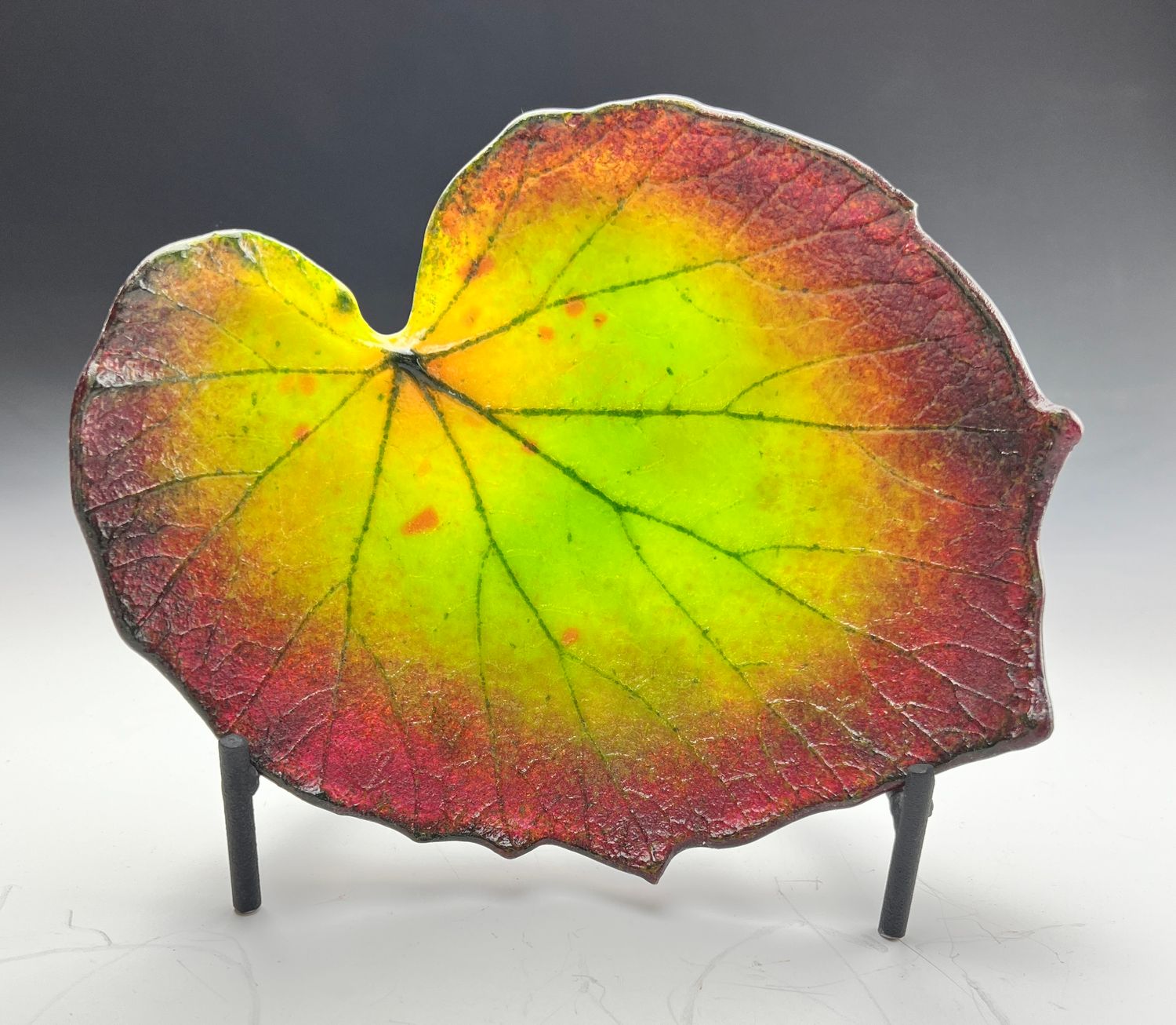 Small Begonia Leaf