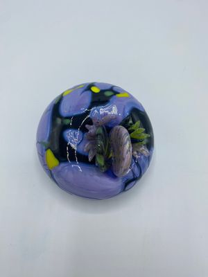 Purple Rose Anemone with Black Webbing (Medium)