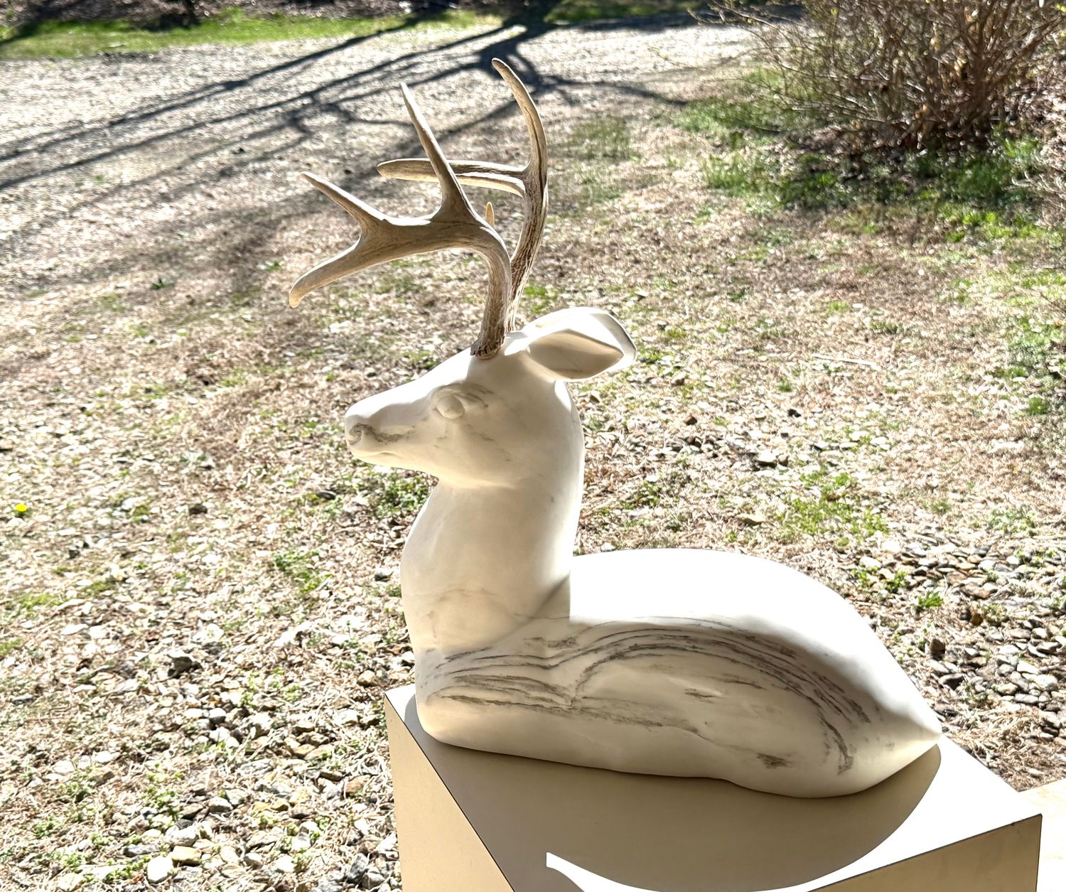 Gazing Deer