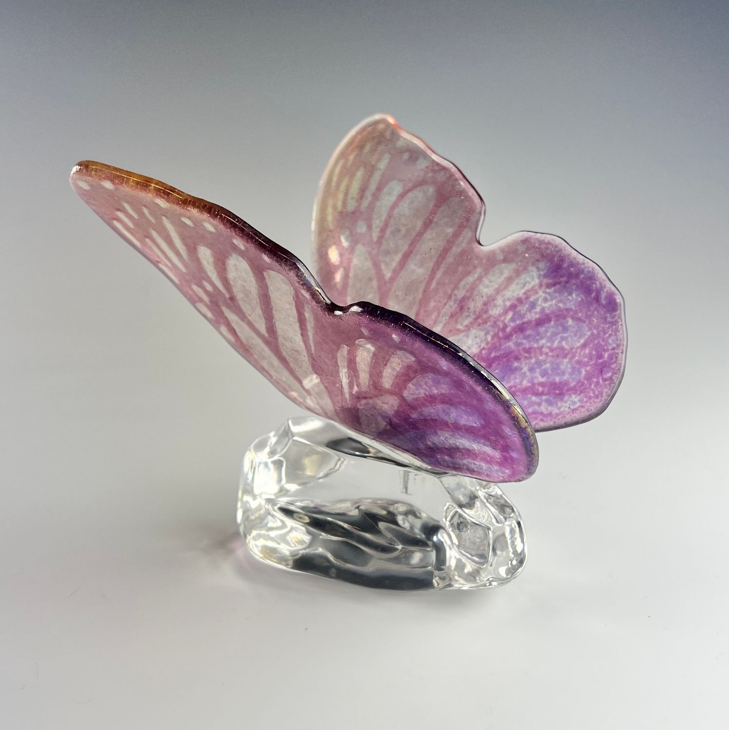 Butterfly on Glass Rock