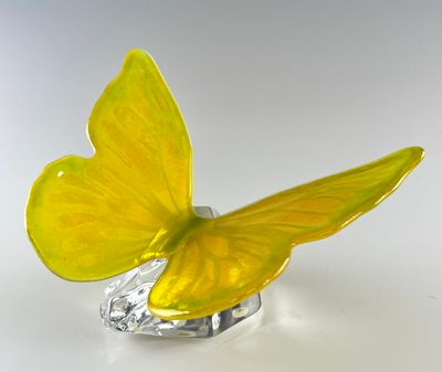 Butterfly on Glass Rock