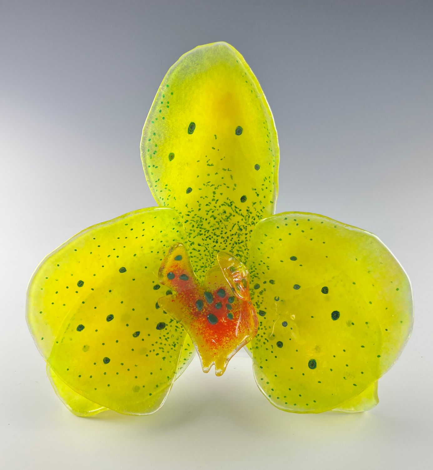 Orchid