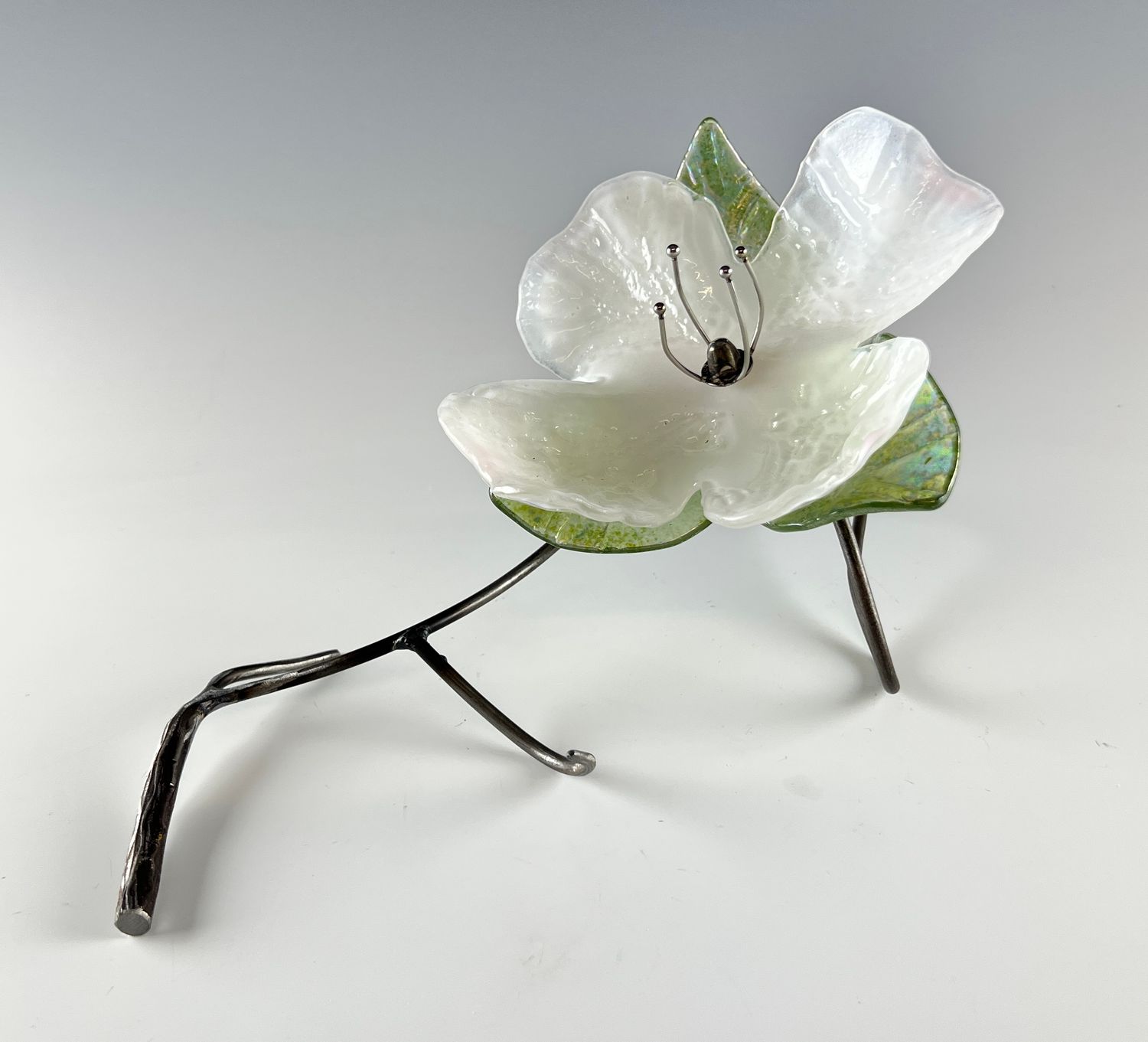 Single Dogwood