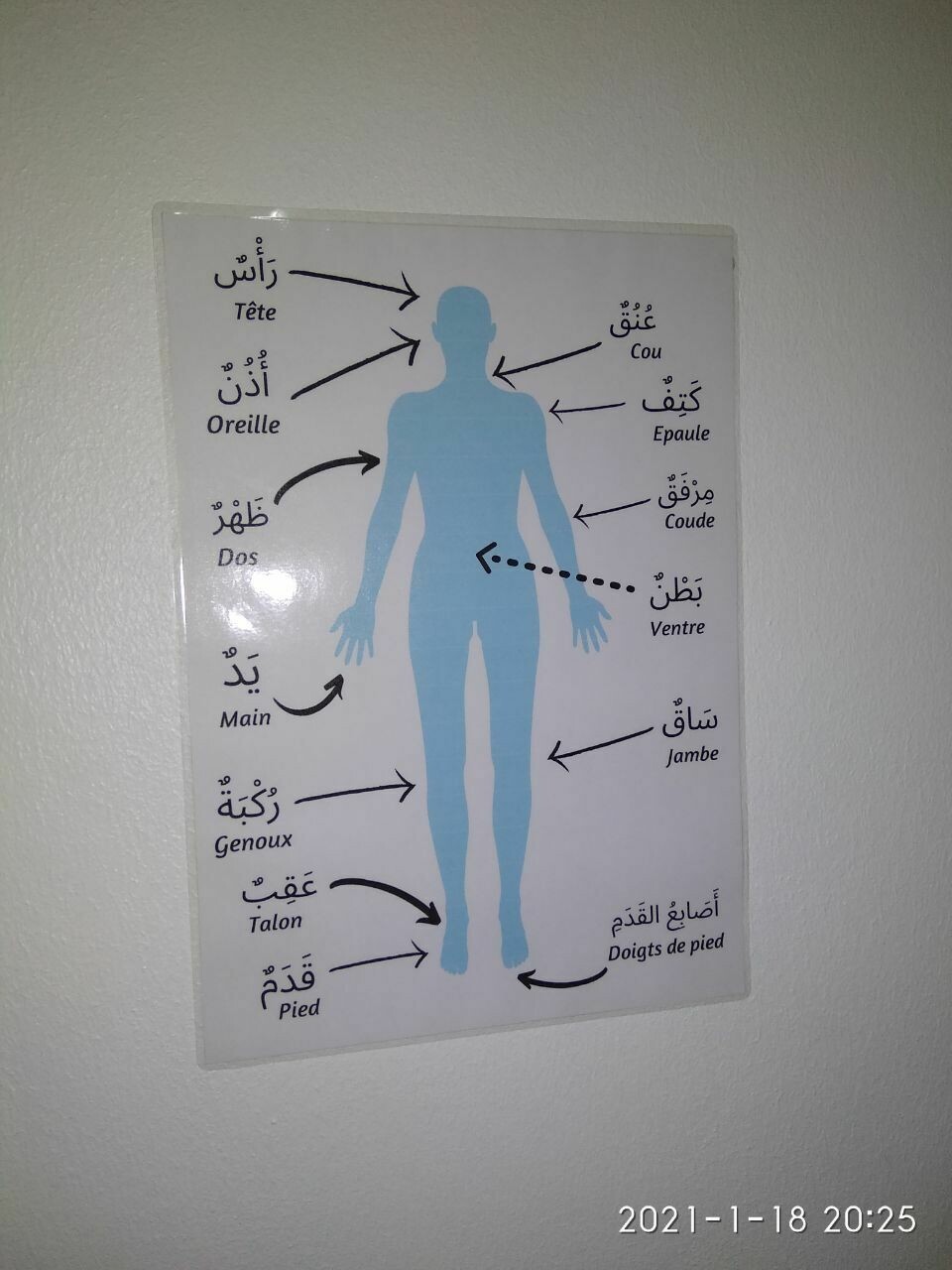 AFFICHE CORPS HUMAIN