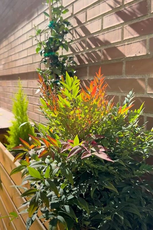 ESPECIES VEGETALES ESPECIES VEGETALES