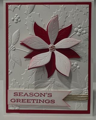 Christmas Poinsettia’s Wonder