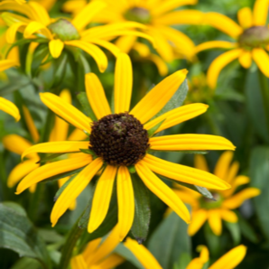 Flowering Perennials