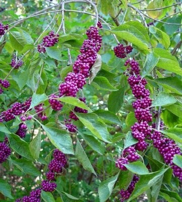 Shrubs, Trees, &amp; Vines