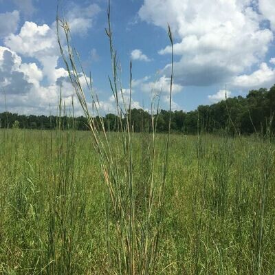 Grasses, Sedges, &amp; Rushes