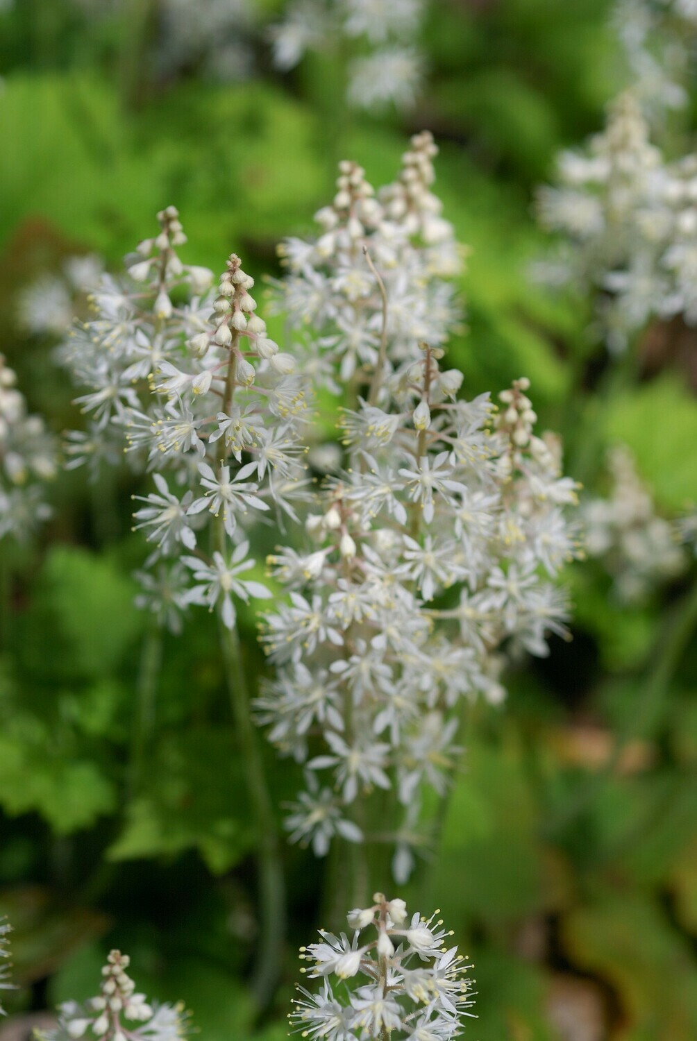 Foam Flower