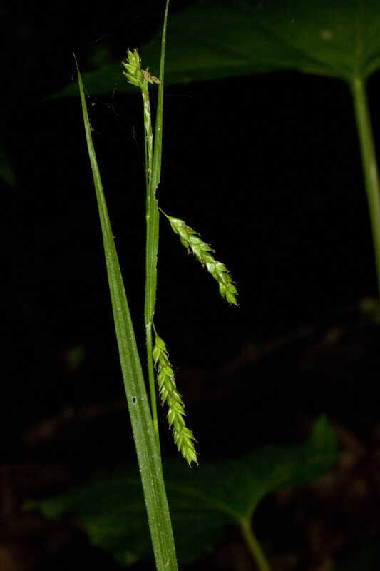 Sharp-scale Sedge