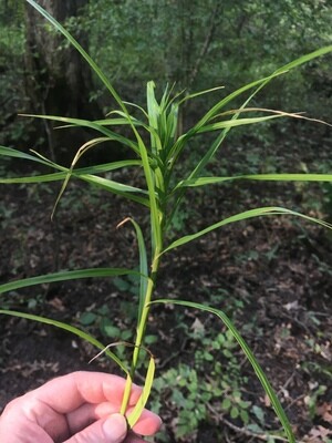 Palm Sedge