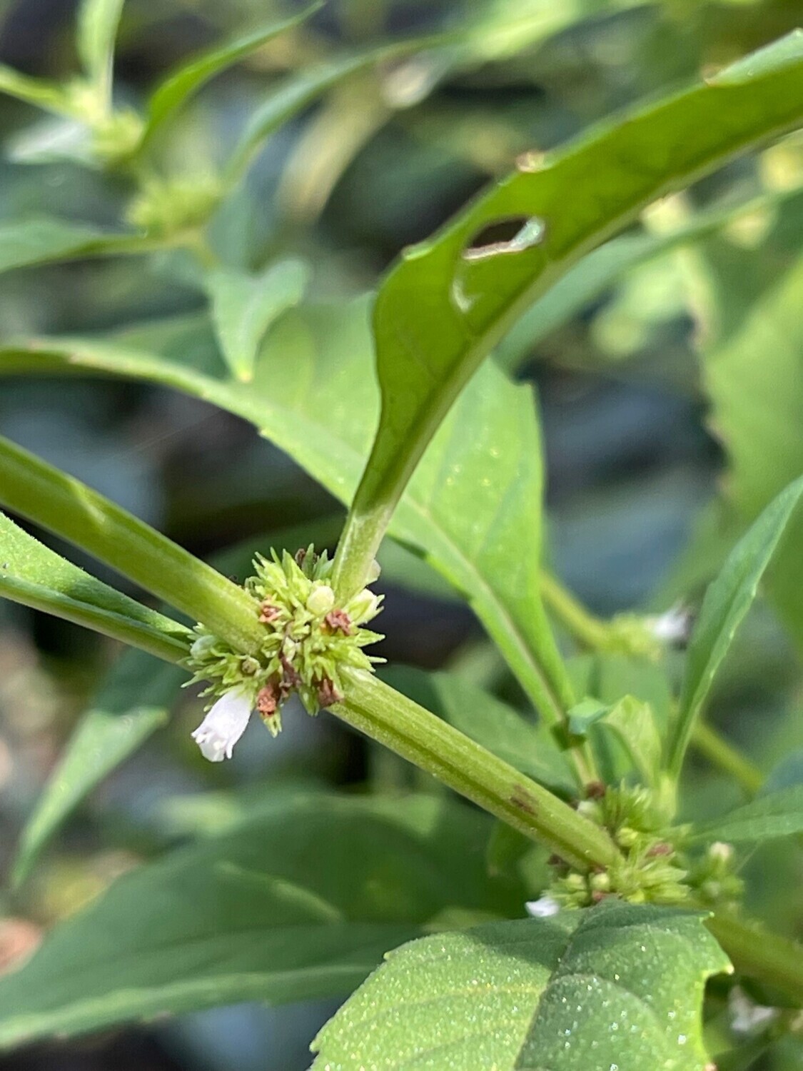 Water Horehound