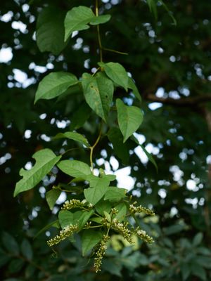 American Buckwheat Vine