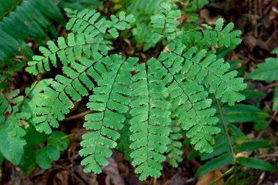 Northern Maidenhair Fern