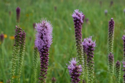 Prairie Blazing Star