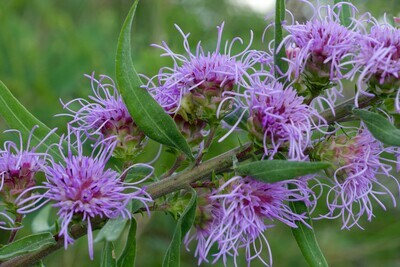 Rough Blazing Star