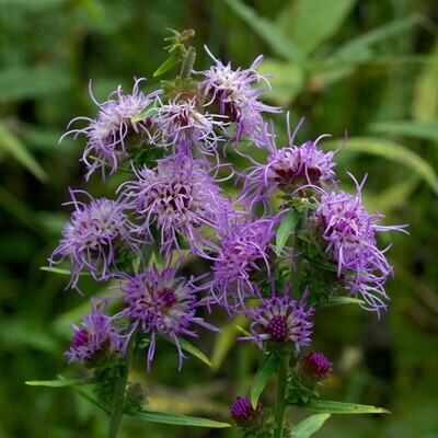 Appalachian Blazing Star Appalachian Blazing Star