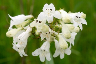 Foxglove Beardtongue