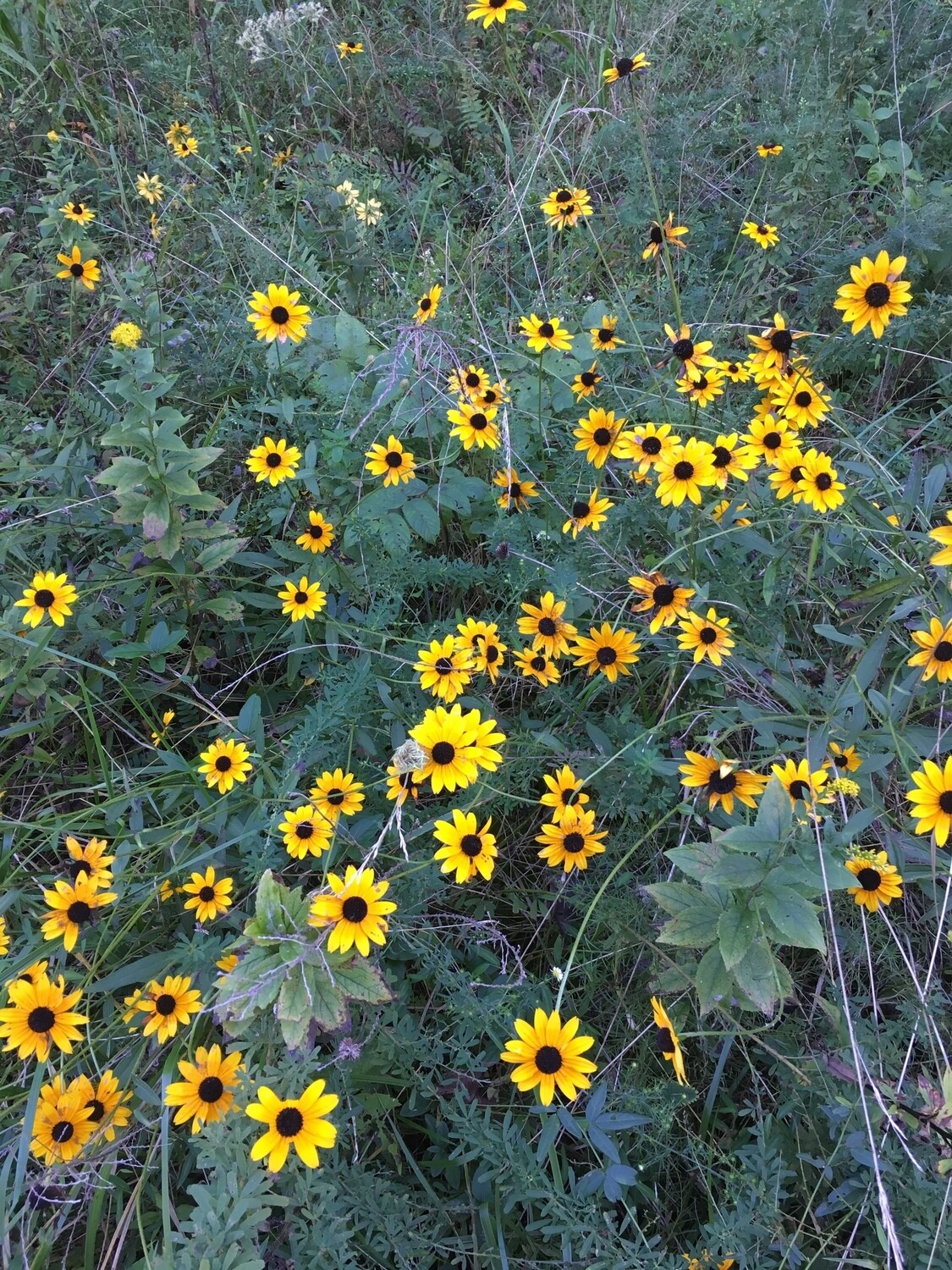 Black-eyed Susan 'Goldsturm'
