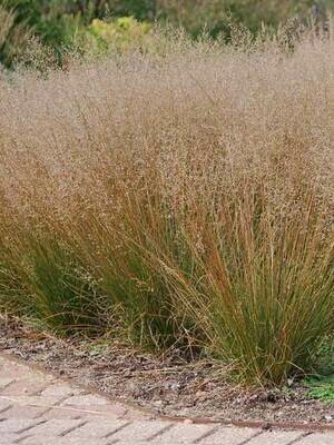 Prairie Dropseed