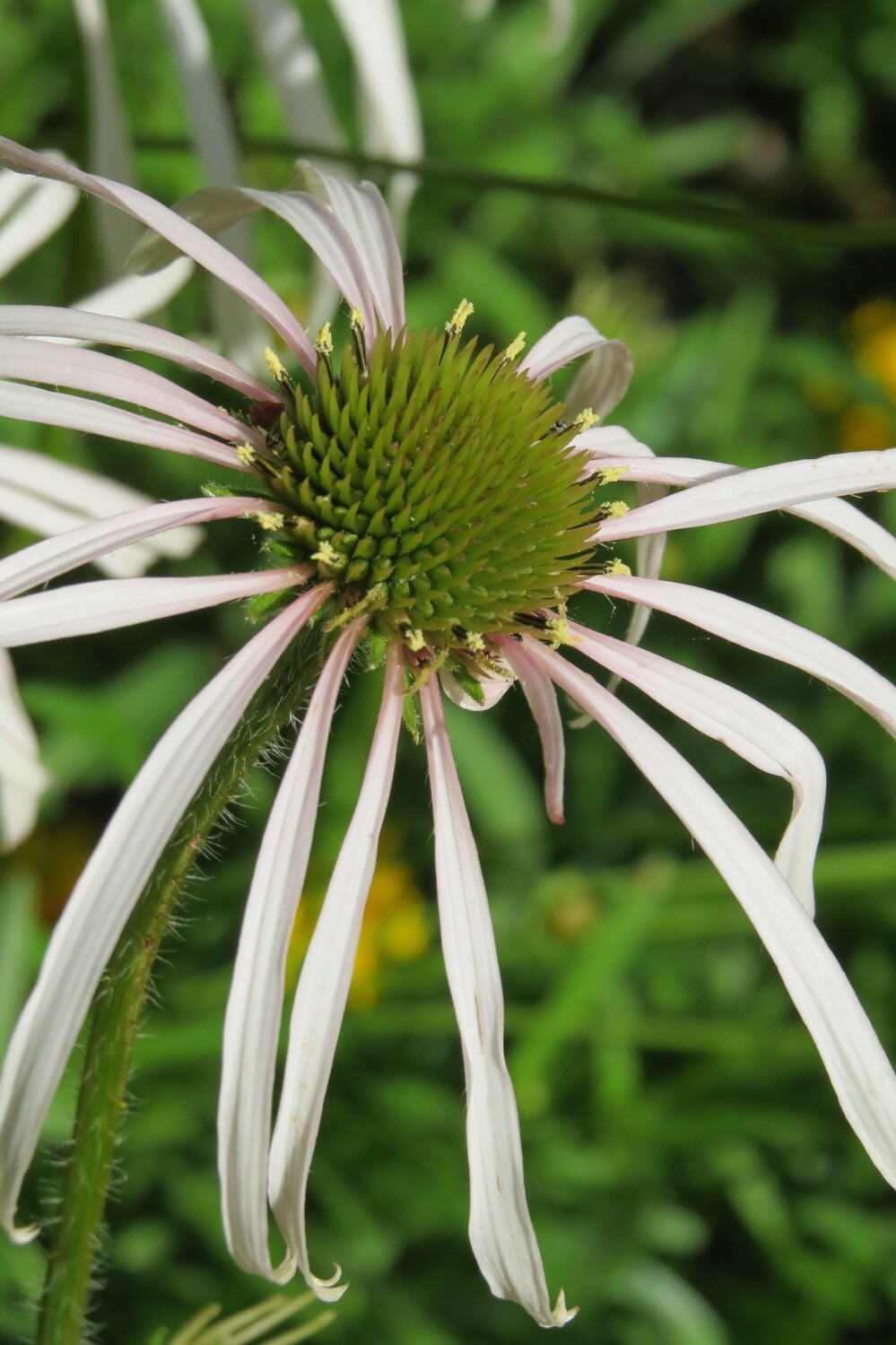 Pale Purple Coneflower