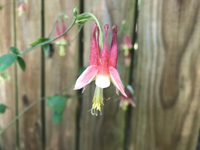 Eastern Columbine