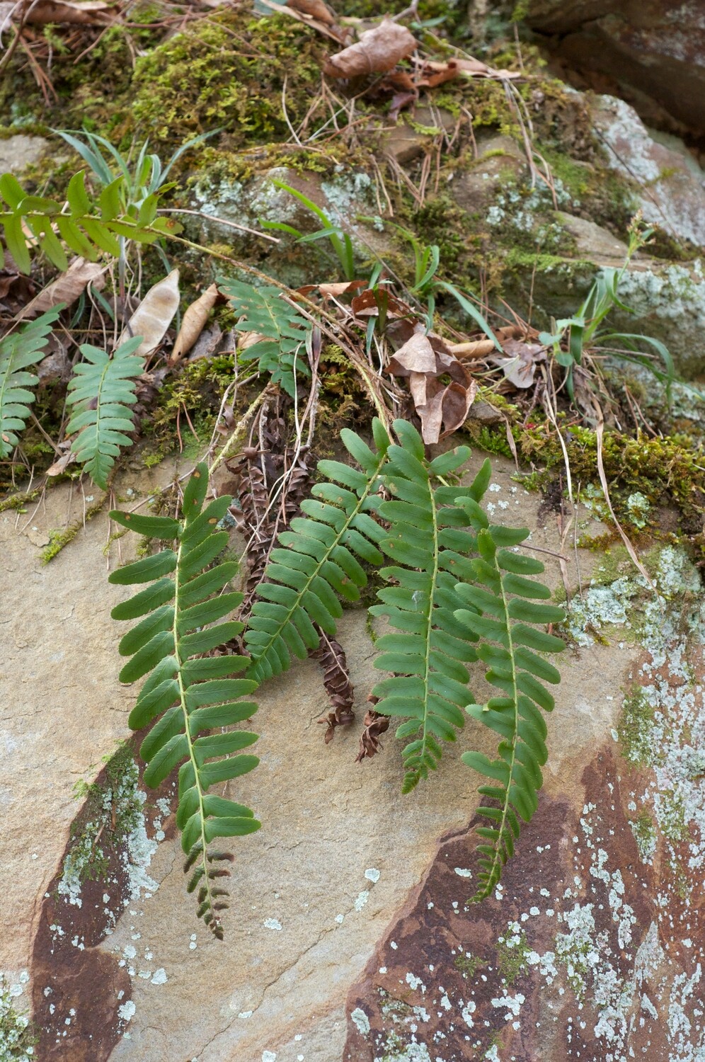 Christmas Fern