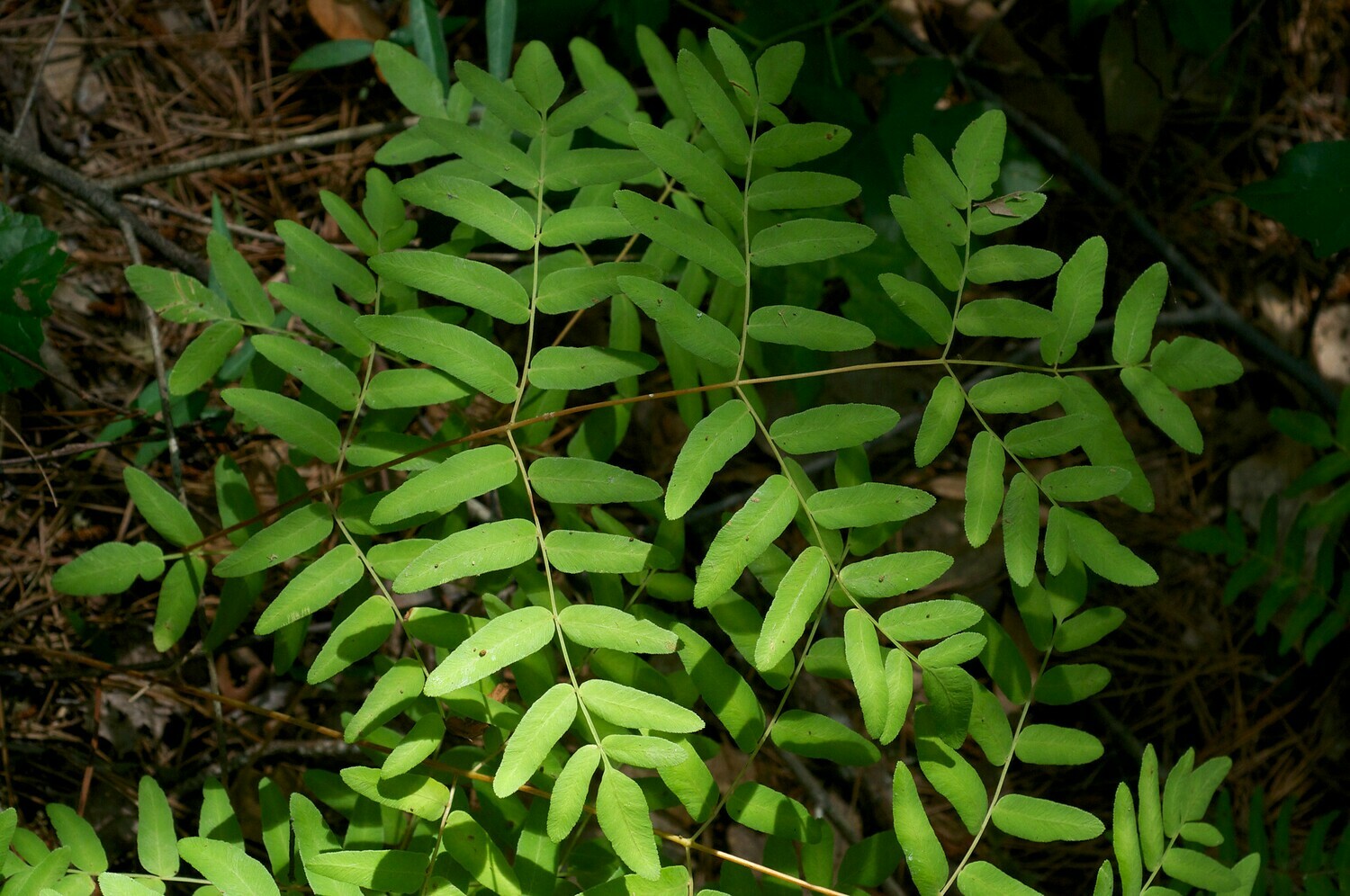 Royal Fern