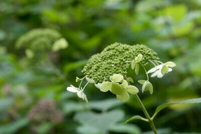 Smooth Hydrangea 'Haas Halo'