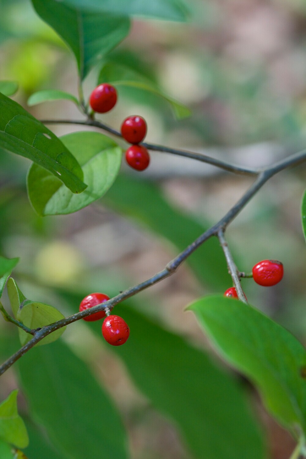 Spicebush