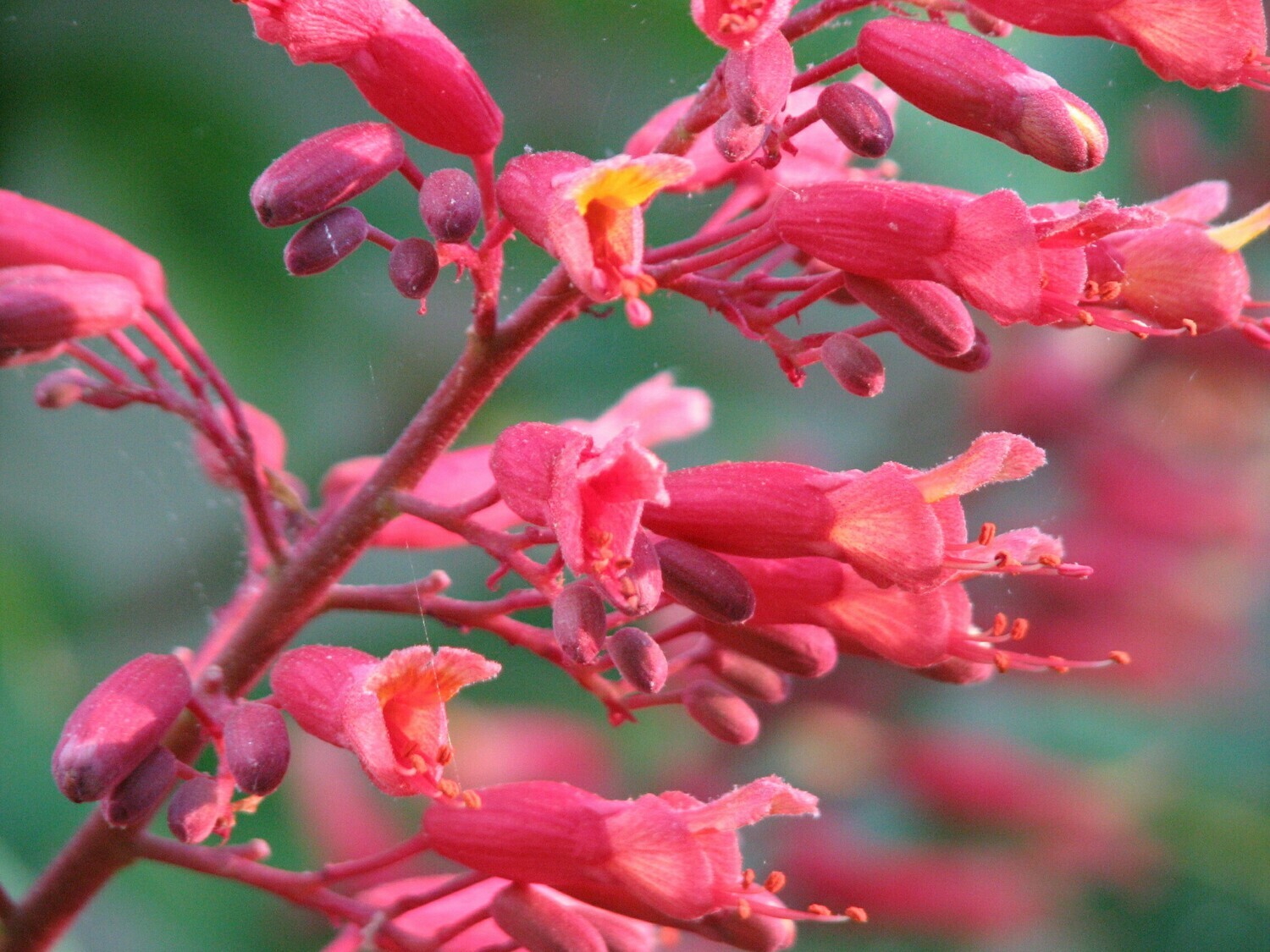 Red Buckeye