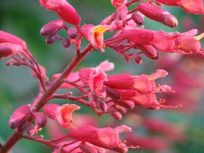 Red Buckeye