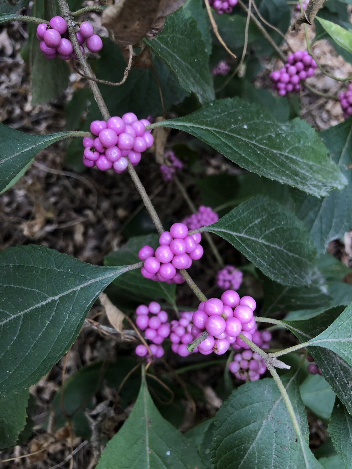 American Beautyberry (Pink Berries)