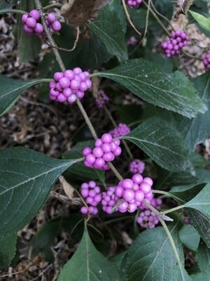 American Beautyberry (Pink Berries)