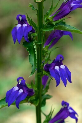 Great Blue Lobelia