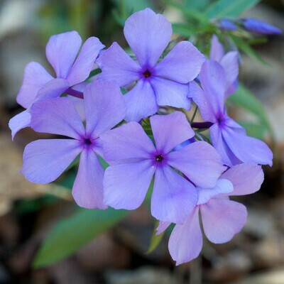 Woodland Phlox
