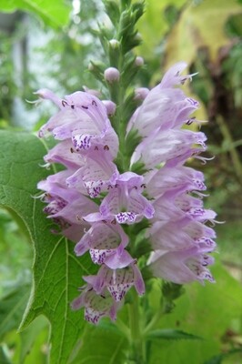 Obedient Plant
