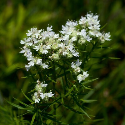 Slender Mountain Mint
