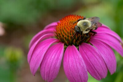 Purple Coneflower